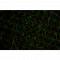 Fireworks Pro II - 140 mW - Laser à diffraction - image 4